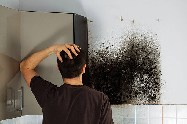 Best Mold Damage Repair  in USA